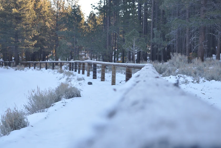Snowy fenced path