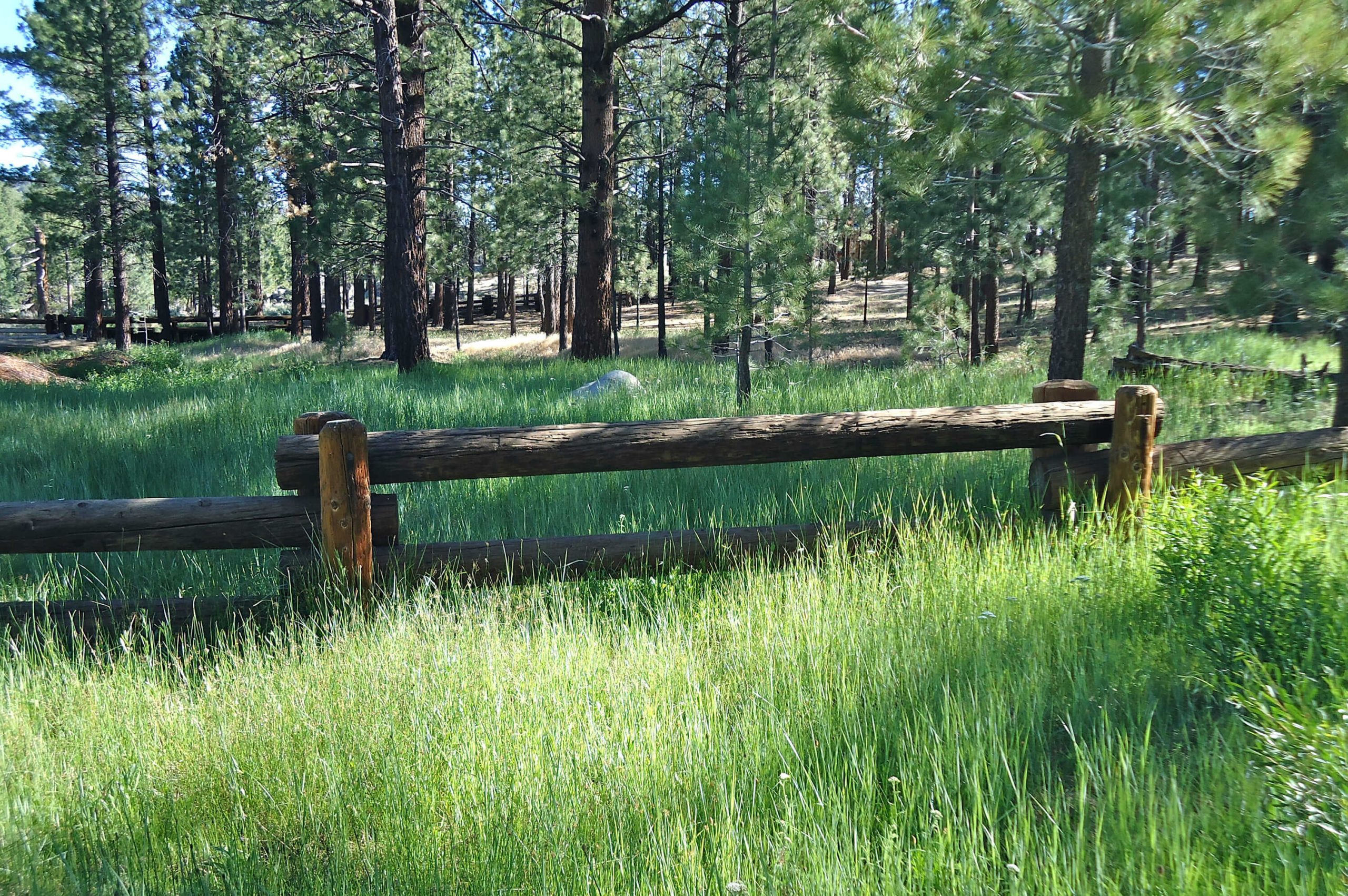 Lonesome ranch grass
